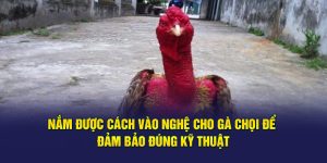 Avt cách vào nghệ cho gà chọi tại ww88