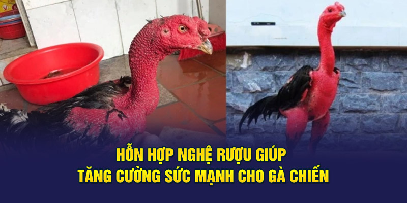 Hỗn hợp nghệ rượu giúp tăng cường sức mạnh cho gà chiến