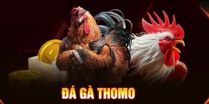 Avt đá gà thomo tại ww88