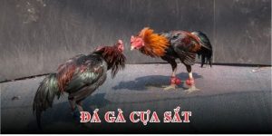 Avt đá gà cựa sắt tại ww88